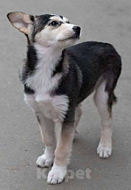 Собаки в Ульяновске: Мерлин Девочка, 500 руб. - фото 3