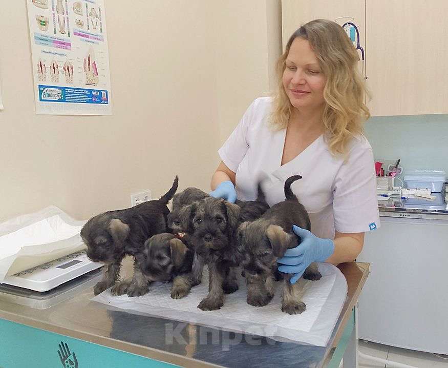 Собаки в Москве: Малыши цвергшнауцера перец с солью  Мальчик, 40 000 руб. - фото 6