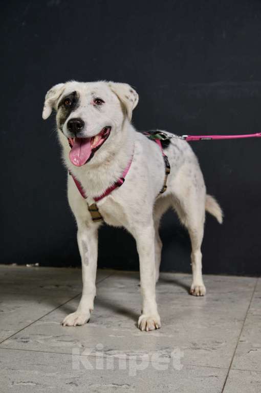 Собаки в Москве: Фиби нежнее не найдете! Она сокровище! Девочка, Бесплатно - фото 3