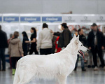 Собаки в Москве: Щенки белой швейцарской овчарки Разнополые, 95 000 руб. - фото 5