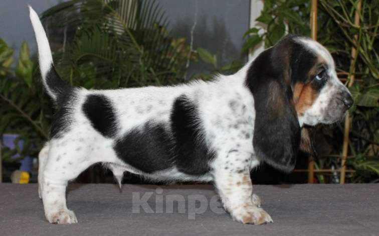 Собаки в Челябинске: Детки Бассет хаунд  Мальчик, 50 000 руб. - фото 2