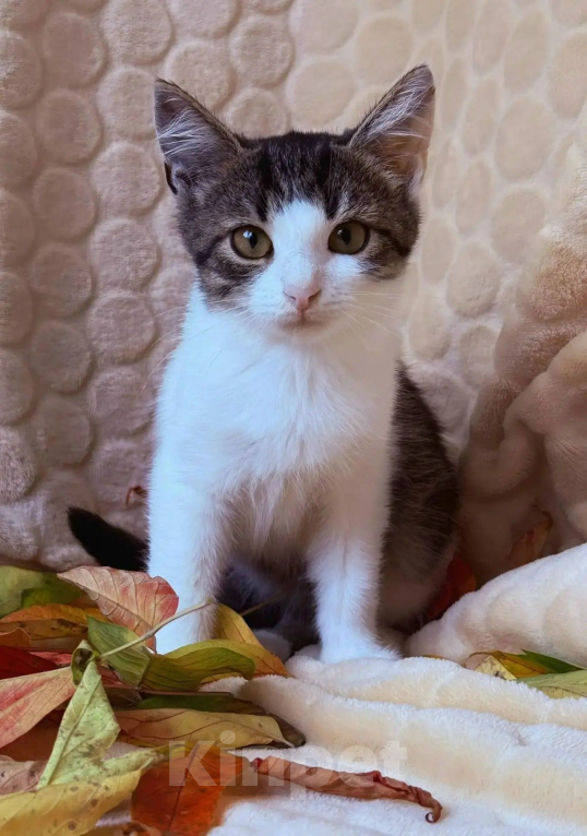 Кошки в Калуге: Котенок Тиша ищет тихое счастье Мальчик, Бесплатно - фото 1