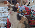 Кошки в Тольятти: Котёнок Девочка, Бесплатно - фото 1