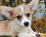 Собаки в Москве: Девочка вельш корги пемброк  Девочка, 55 000 руб. - фото 1