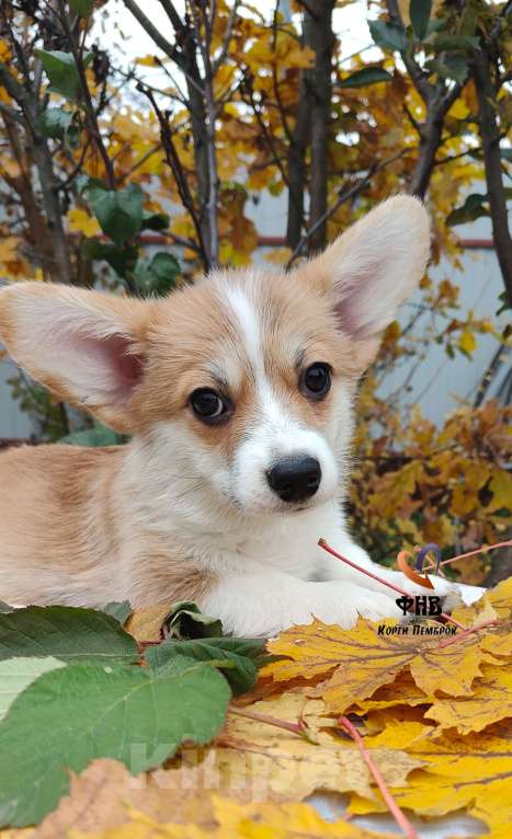Собаки в Москве: Девочка вельш корги пемброк  Девочка, 55 000 руб. - фото 1