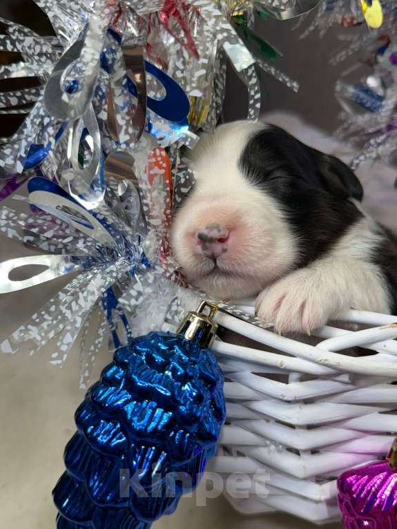 Собаки в других городах Московской области: Пятнышко, оригинальный триколор   Девочка, 100 000 руб. - фото 6