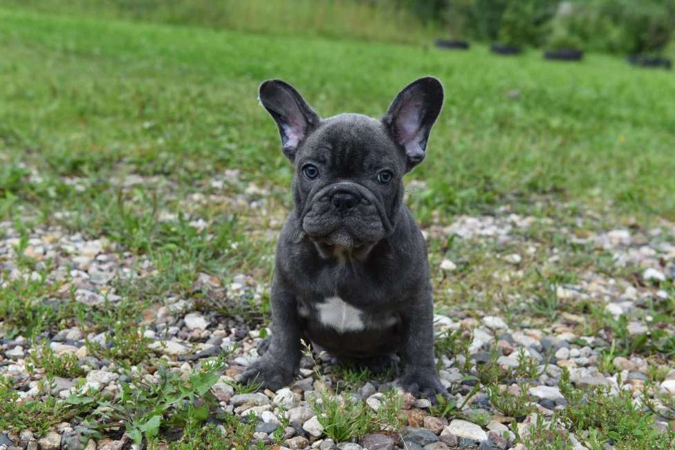 Собаки в Москве: Французский бульдог щенки  Мальчик, 50 000 руб. - фото 8