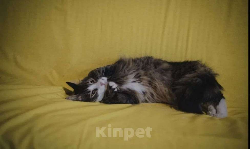 Кошки в Москве: Пушистый котик Камыш ищет хозяина Мальчик, Бесплатно - фото 3