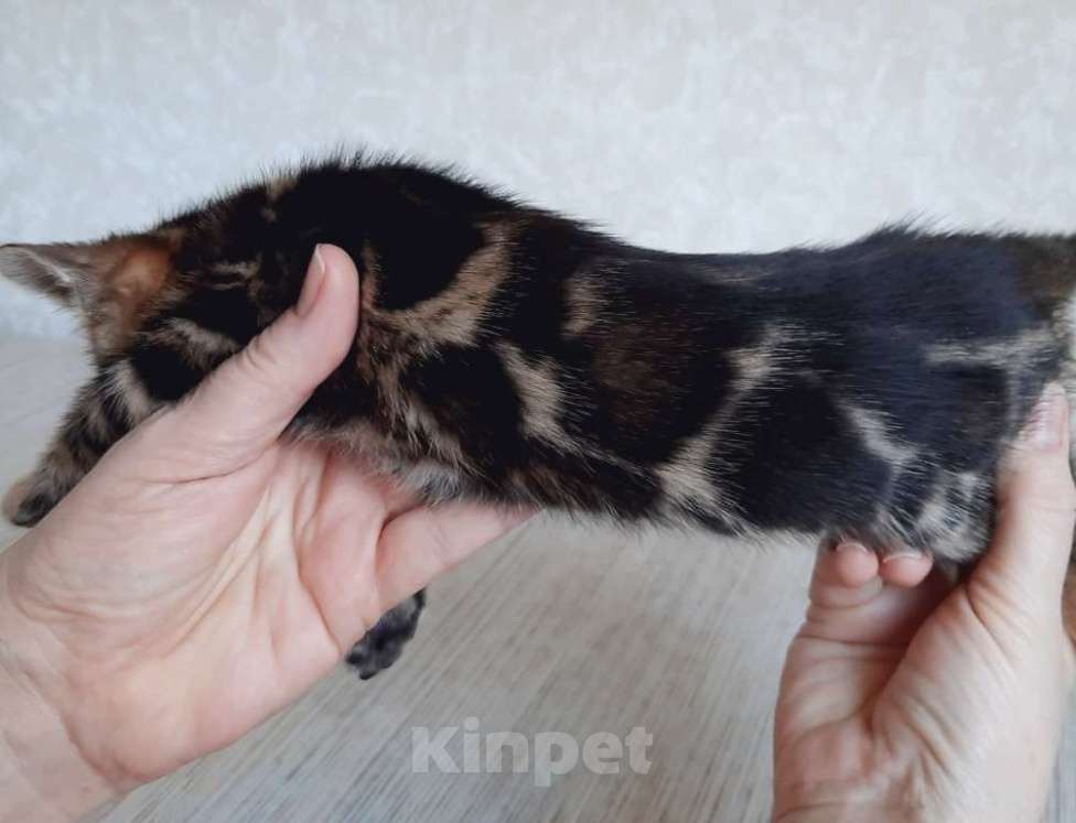 Кошки в Москве: Клубные бенгальские котята Мальчик, 70 000 руб. - фото 2