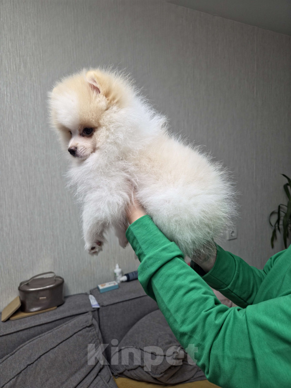 Собаки в Челябинске: Померанский шпиц мальчик Мальчик, Бесплатно - фото 2