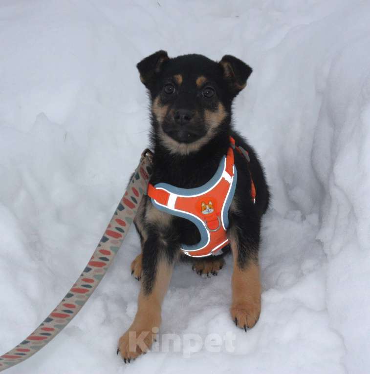 Собаки в Москве: Маленькой красоточке Айке очень нужны дом и семья Девочка, Бесплатно - фото 3