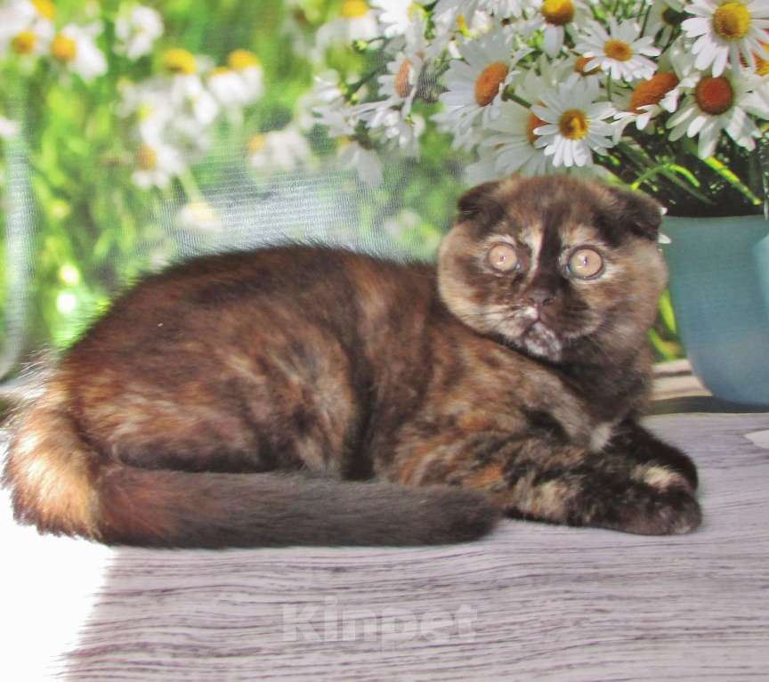 Кошки в Санкт-Петербурге: продаются шотландские котята Девочка, Бесплатно - фото 2