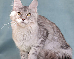 Кошки в Мытищах: Котенок Мейн-кун Девочка, 40 000 руб. - фото 4