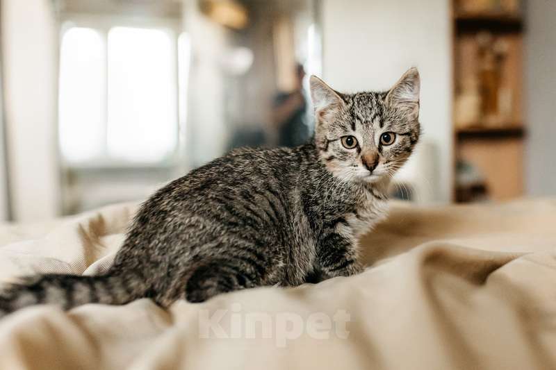 Кошки в Москве: Серый котенок Ласка в добрые руки Девочка, 1 руб. - фото 5