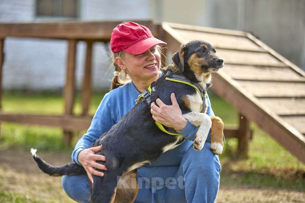 Собаки в Москве: Ищу дом Девочка, 1 руб. - фото 4