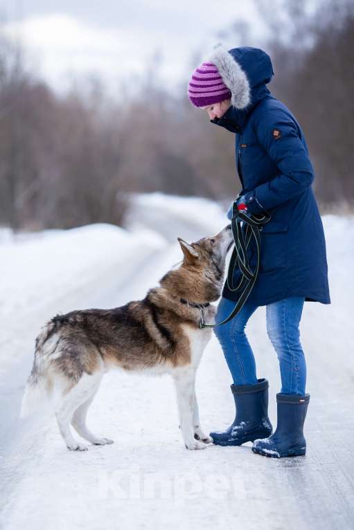 Собаки в Химках: Фенотип лайки в приюте, в добрые руки Мальчик, Бесплатно - фото 3