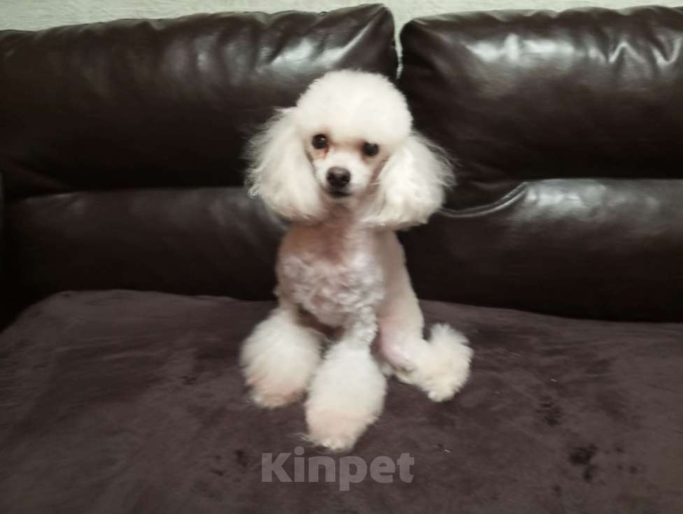 Собаки в других городах Московской области: той пудель, взрослый пёс Мальчик, 12 000 руб. - фото 4