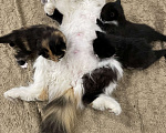 Кошки в Ростове-на-Дону: ✨отдаю срочно котят в добрые руки✨ Девочка, 100 руб. - фото 6