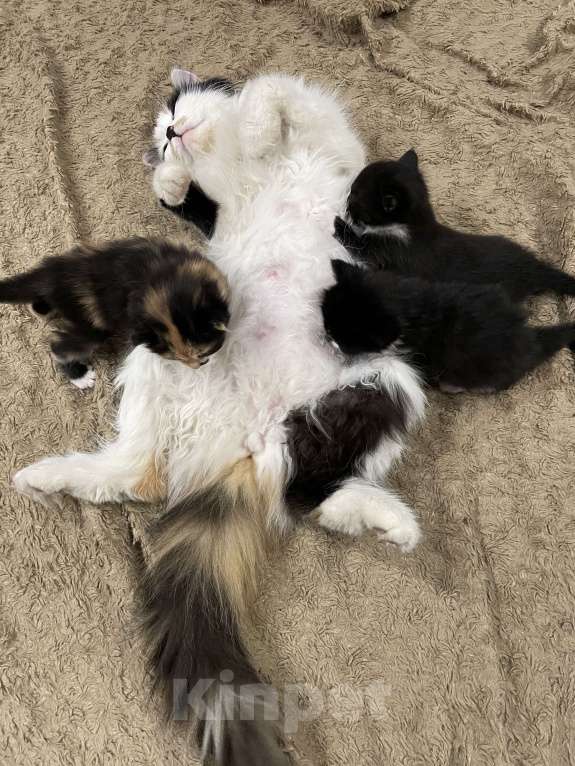 Кошки в Ростове-на-Дону: ✨отдаю срочно котят в добрые руки✨ Девочка, 100 руб. - фото 6