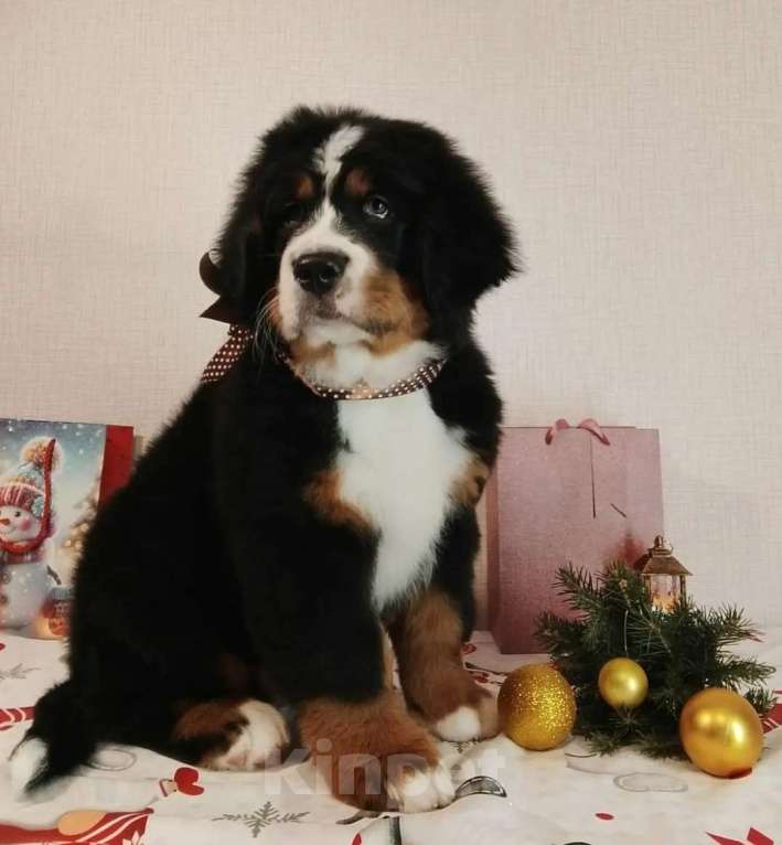 Собаки в Новосибирске: Бернский зенненхунд Мальчик, 150 000 руб. - фото 1