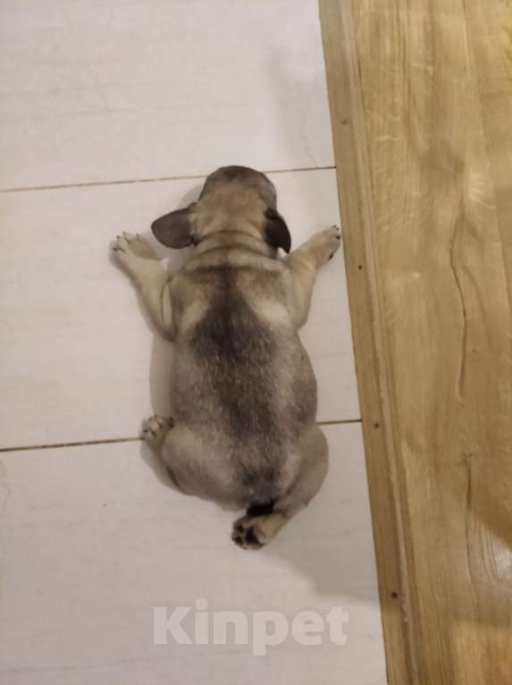 Собаки в Ярославле: Шикарный мальчишка-французик   Мальчик, 30 000 руб. - фото 3