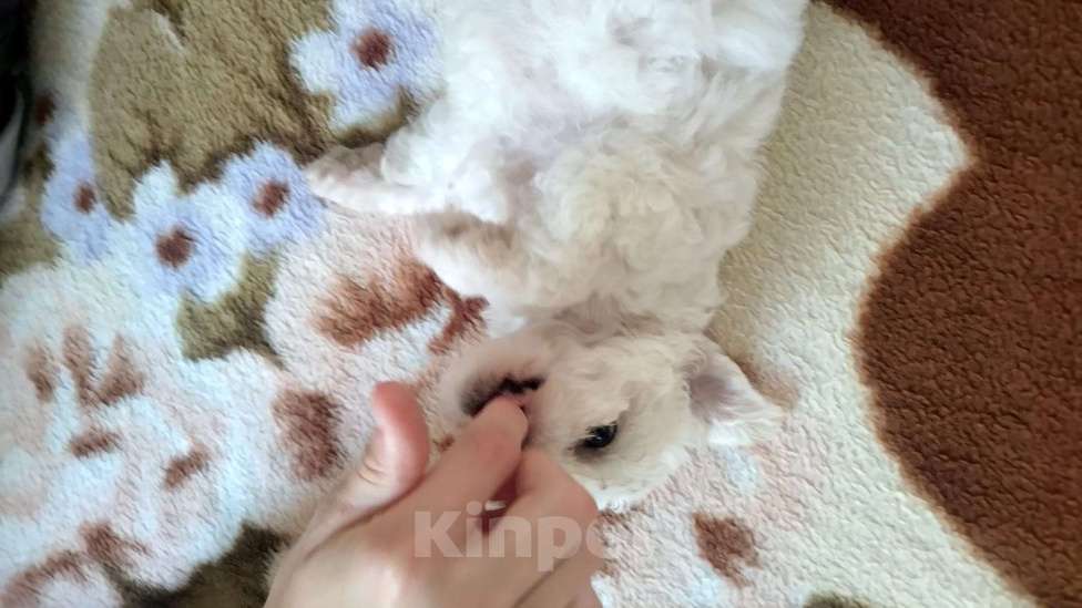 Собаки в Пятигорске: Бишон фризе продаётся девочка Девочка, 50 000 руб. - фото 4