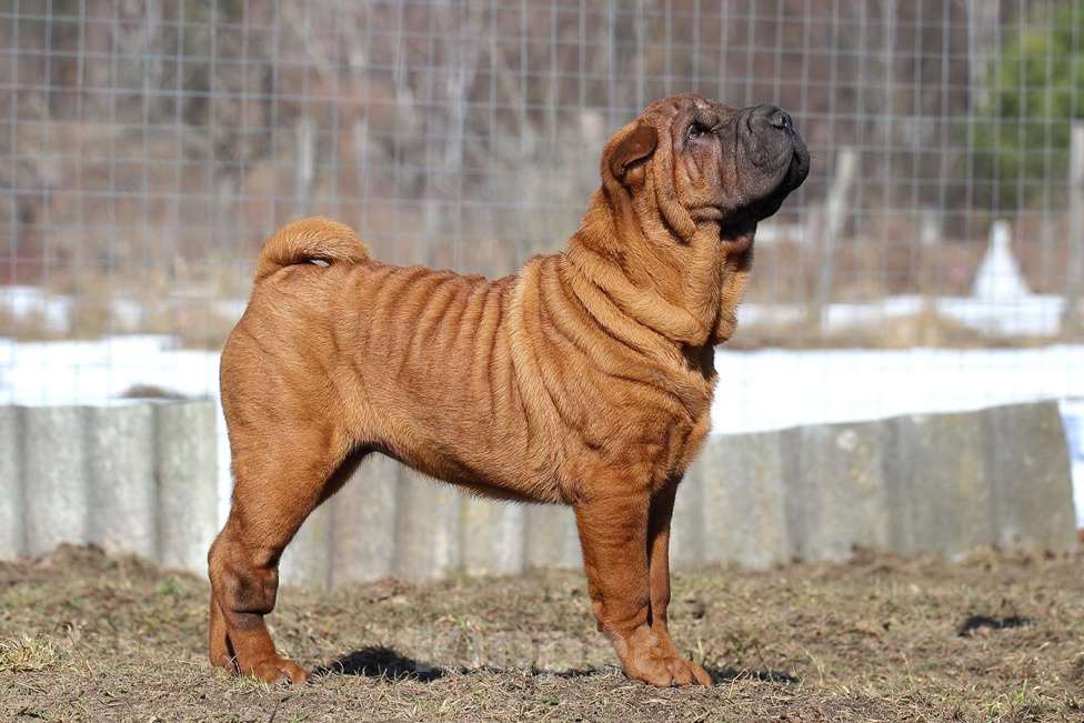 Собаки в Туле: Щенок шарпея продать Девочка, Бесплатно - фото 3