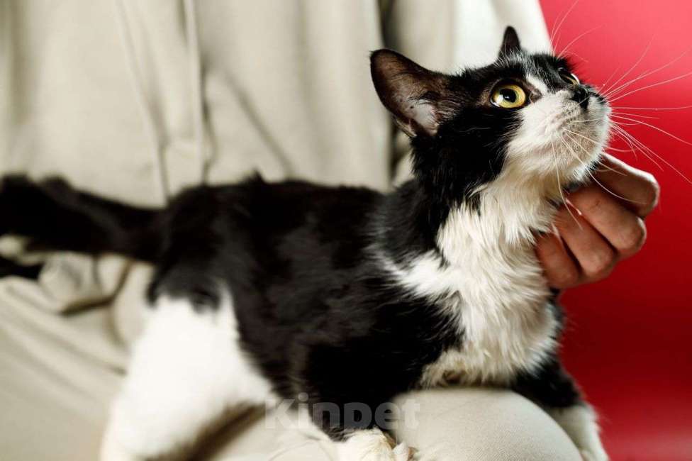 Кошки в Москве: Бетти, кошачий супергерой Девочка, Бесплатно - фото 5