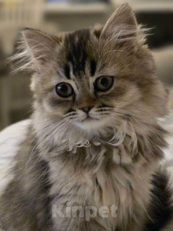 Кошки в Москве: Девочка Девочка, Бесплатно - фото 1