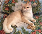 Кошки в Касимове: Британец., 100 руб. - фото 7