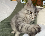 Кошки в Курске: Котёнок Мейн-кун Grand Мальчик, 25 000 руб. - фото 9