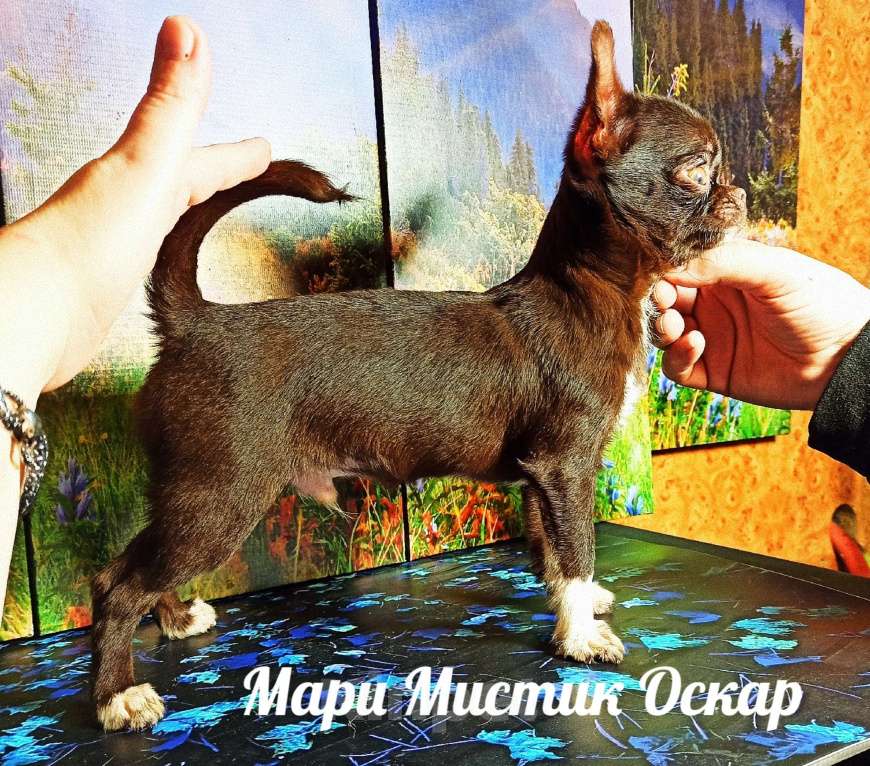 Собаки в Санкт-Петербурге: Оскар курносый мини чихуахуа шоколадного окраса Мальчик, 60 000 руб. - фото 2