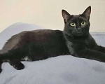 Кошки в Москве: Чёрная кошка с отрубленным хвостом  Девочка, 100 руб. - фото 2