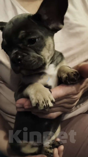 Собаки в Иркутске: Французский бульдог, щенок Мальчик, Бесплатно - фото 5