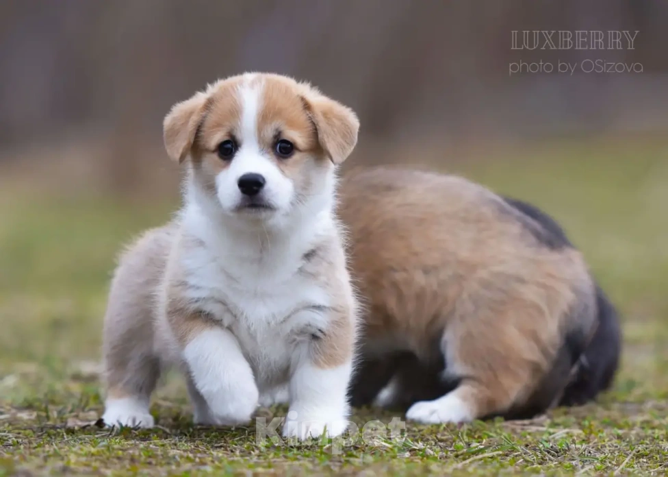 Собаки в Санкт-Петербурге: Вельш корги Пемброк Девочка, Бесплатно - фото 1