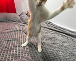 Кошки в Москве: Котенок-девочка в добрые руки Девочка, Бесплатно - фото 4