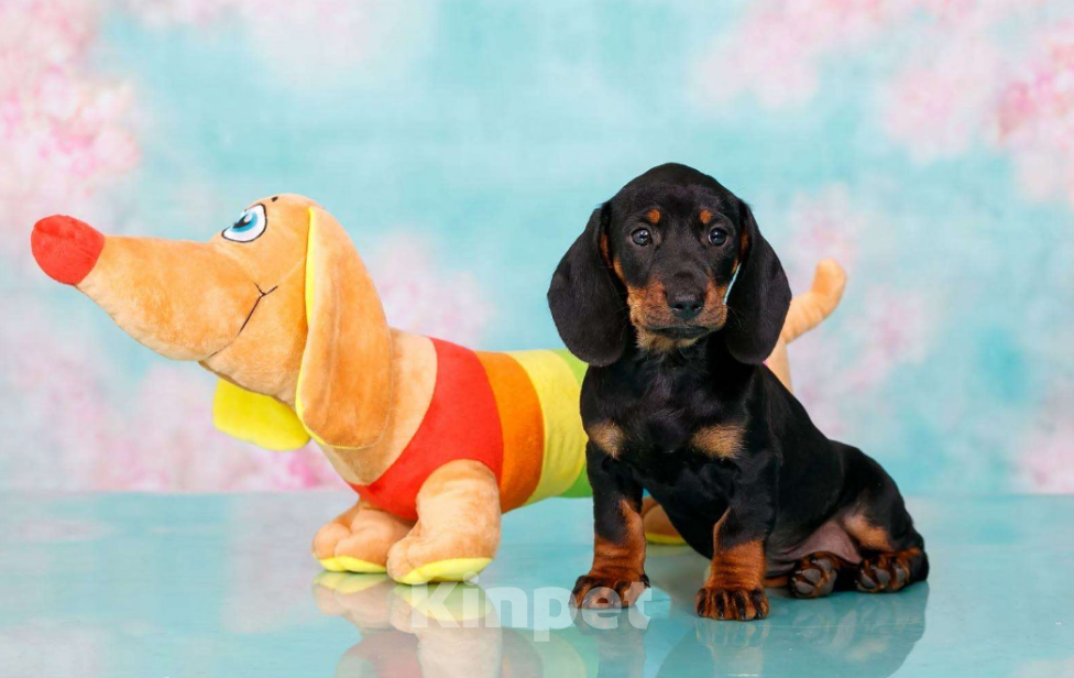 Собаки в Москве: Стандартная девочка такса Девочка, 50 000 руб. - фото 2