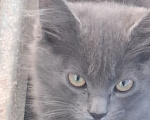 Кошки в Калуге: Котёнок Девочка, Бесплатно - фото 1