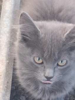 Котёнок