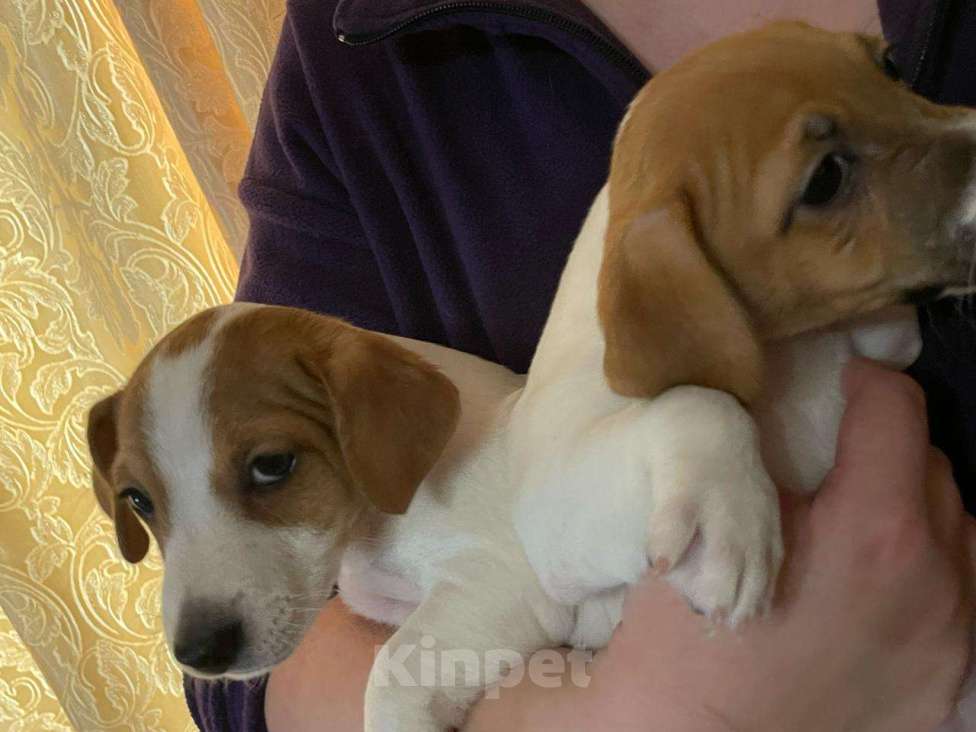 Собаки в Твери: Щенки Девочка, 20 000 руб. - фото 4