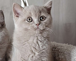 Кошки в Санкт-Петербурге: Британка лилового окраса. Девочка, 45 000 руб. - фото 1