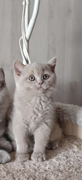 Кошки в Санкт-Петербурге: Британка лилового окраса. Девочка, 45 000 руб. - фото 1