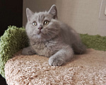 Кошки в Санкт-Петербурге: Британский лиловый котёнок Девочка, 20 000 руб. - фото 4