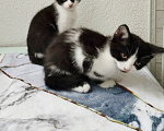 Кошки в Мурином: Котята в добрые руки Девочка, Бесплатно - фото 1