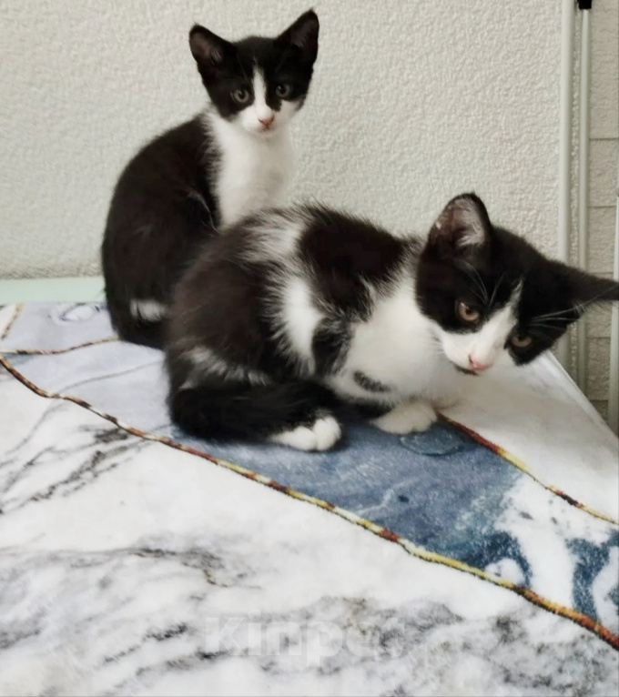 Кошки в Мурином: Котята в добрые руки Девочка, Бесплатно - фото 1