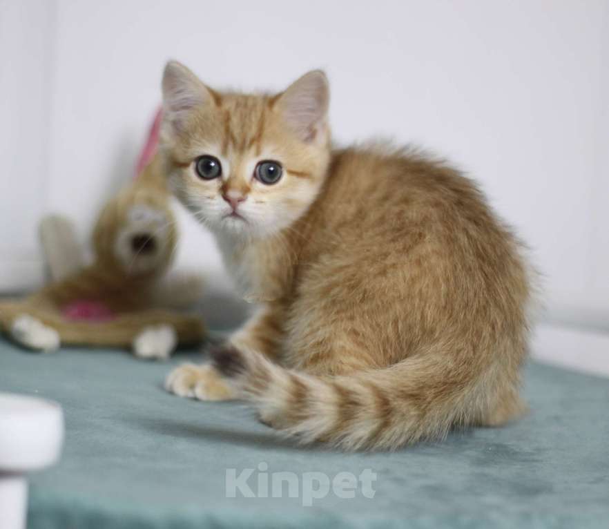 Кошки в Москве: Фисташка Девочка, 35 000 руб. - фото 4