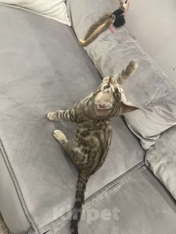 Кошки в Нижнем Новгороде: Бенгальский  снежный котенок Мальчик, 35 000 руб. - фото 3