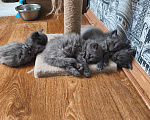 Кошки в Москве: Котята Мейн-куны Разнополые, Бесплатно - фото 8