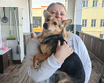 Собаки в Москве: Маленькая собачка, 7 кг в добрые руки! Девочка, Бесплатно - фото 2
