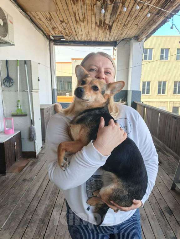 Собаки в Москве: Маленькая собачка, 7 кг в добрые руки! Девочка, Бесплатно - фото 2